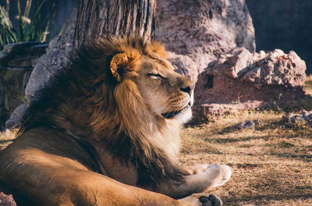 leeuw, krachtige leeuw, rust, natuurfoto